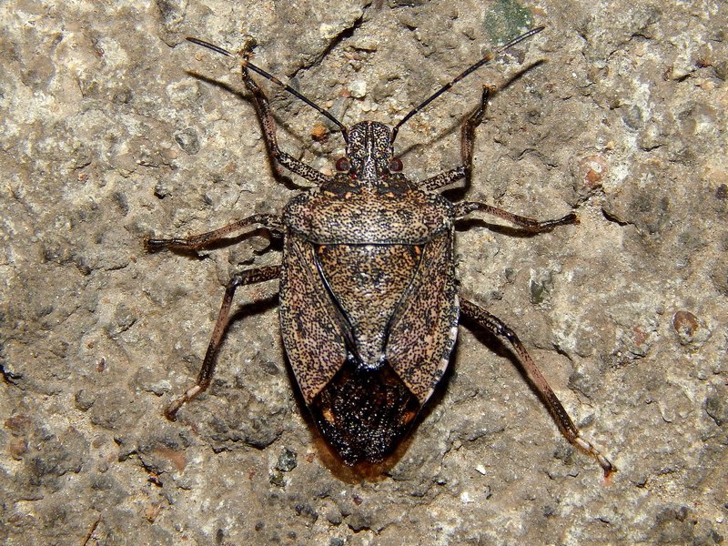 Rhaphigaster nebulosa? No , Halyomorpha halys